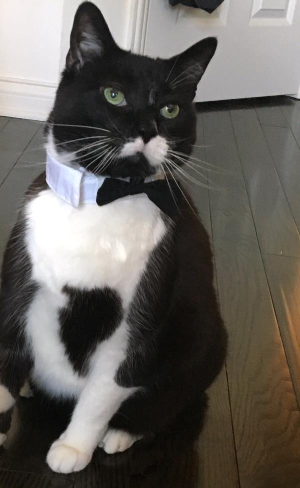 /Images/uploads/Cat Welfare Association/catwelfare2019calendarcontest/entries/6930thumb.jpg